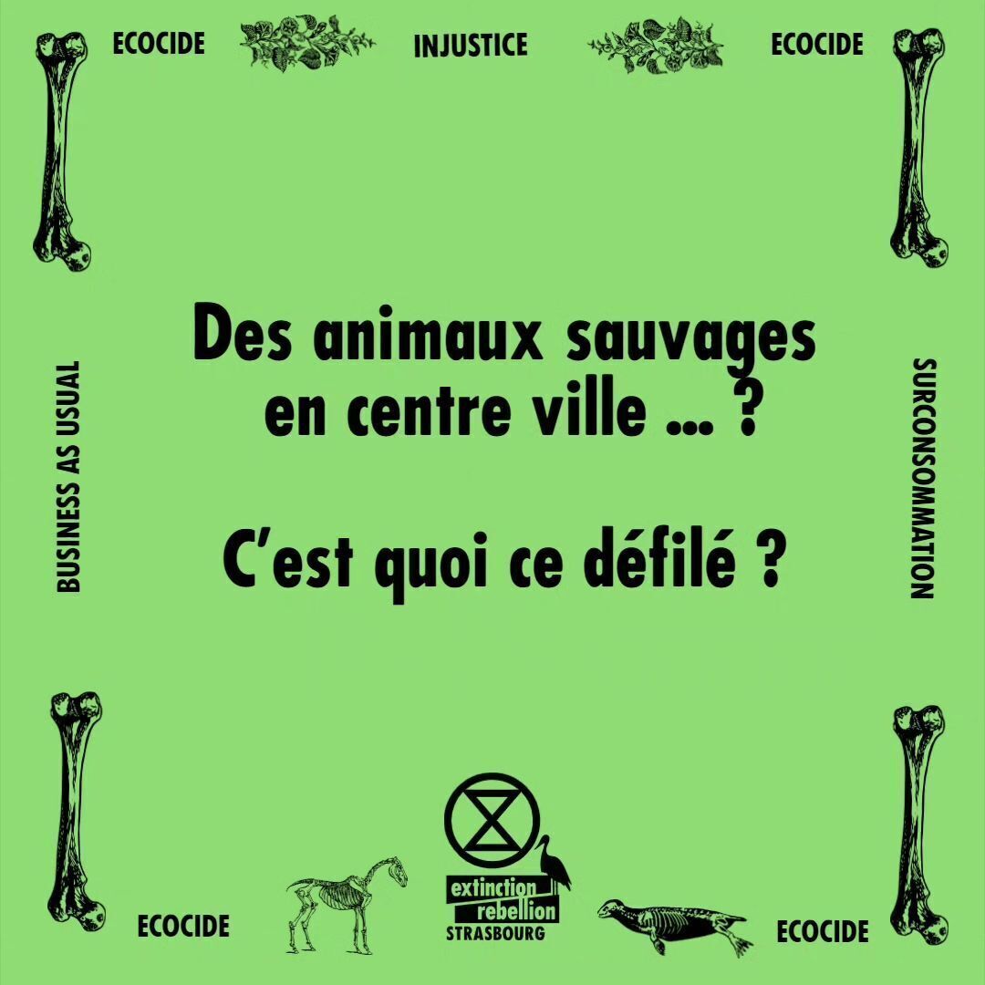 Des animaux sauvages en centre ville ? C’est quoi ce défilé ?