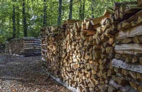 Bruler du bois pour sauver le climat?